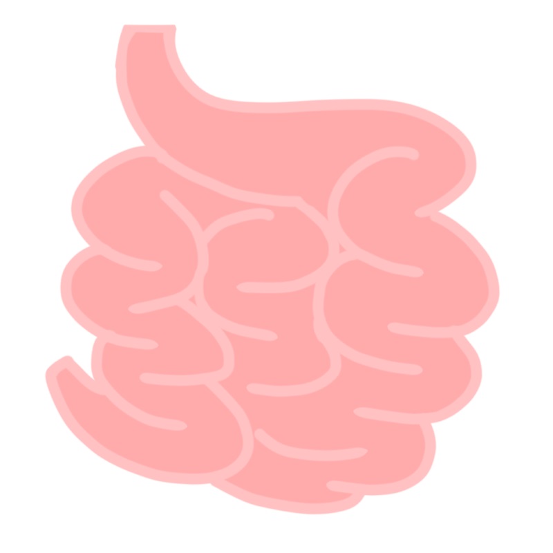 小腸のイラスト - テニスコート1面分の広さを持つ栄養吸収器官